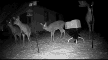 Scatter Deer GIF - Scatter Deer Run GIFs