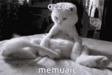 morgan cat