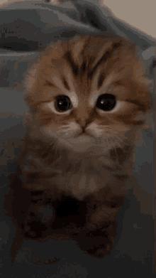cat kitten meow gaming server hidden camera