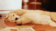 golden retriever puppy sleep