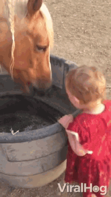 horse pets loving horse baby and a horse lovable pets adorable horse