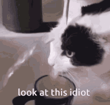 Idiot Cat Dumb GIF - Idiot Cat Cat Dumb GIFs