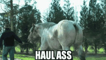 Horse Run GIF - Horse Run Haul GIFs