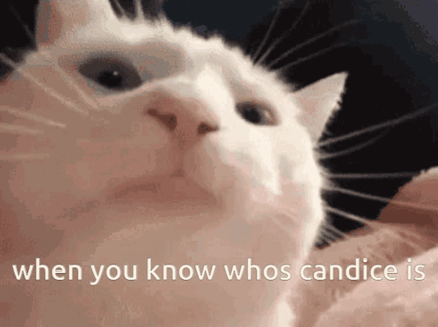 Candice GIF - Candice GIFs