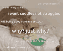 sad cat