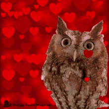 Dupage Du Page Forest GIF - Dupage Du Page Forest Valentines Day GIFs