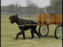 Dog Cart GIF - Dog Cart Schnauzer GIFs