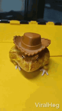Put Hat On Frog Viralhog GIF - Put Hat On Frog Viralhog Frog Wears Hat GIFs