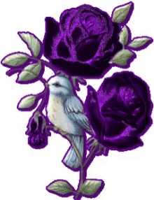 purple roses bird