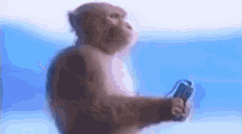 Monkey Music Monkey GIF - Monkey Music Monkey Monkey Listening To The Music GIFs