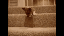 Come On You Can Do It! Good Boy. GIF - Cute Dog Puppy GIFs