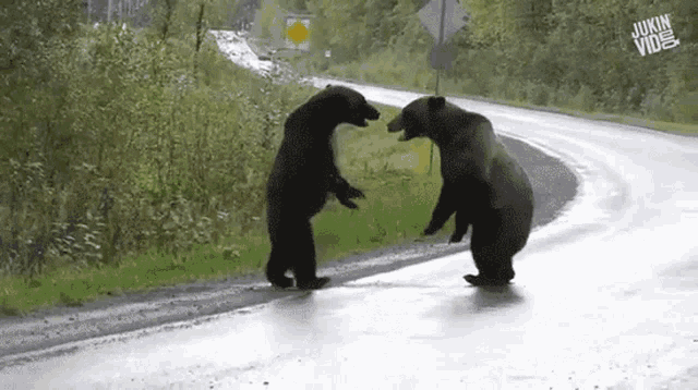 bears-bears-fighting.gif