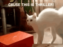 Thriller Cat GIF - Thriller Cat GIFs