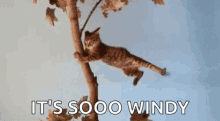 Cat Wind GIF - Cat Wind Blow GIFs