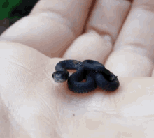 mini snake small black palm