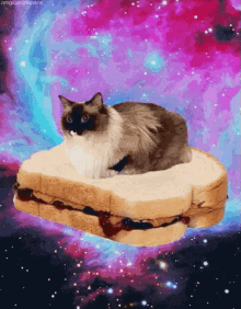Funny Animals Peanut Butter And Jelly Sandwich GIF - Funny Animals Peanut Butter And Jelly Sandwich Space Cat GIFs