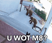 U Wot M8? GIF - Bear Rekt Rage Mode GIFs