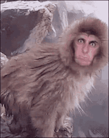 Axanar Alecpeters Axamonitor Monkey Ape GIF - Axanar Alecpeters Axamonitor Monkey Ape GIFs