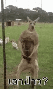 จิงโจ้ กล้ามใหญ่ นักเลง GIF - Kangaroo Muscle Delinquent GIFs