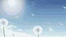Dandelion Nature GIF - Dandelion Nature Good Weather GIFs