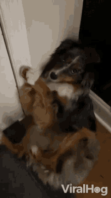 Trying To Be Cute Viralhog GIF - Trying To Be Cute Viralhog Cute Dog GIFs