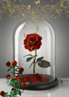 Beauty And The Beast Rose GIFs | Tenor