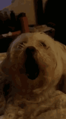 laughing maltese