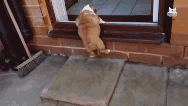 climbing-walking.gif
