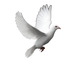 Paloma Dove Sticker - Paloma Dove Bird Stickers