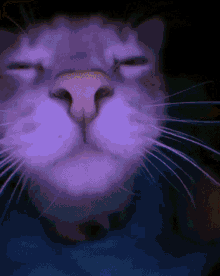 Catjam Cat Jamming GIF - Catjam Cat Jamming Dexlore GIFs