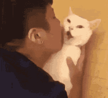 Cat Kiss GIF - Cat Kiss Funny Cat Memes GIFs