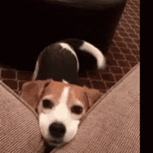 Hello There Are You GIF - Hello There Are You Dog GIFs