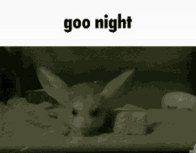 jerboa roingus gn goo night the little tiepnsy