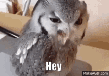 Hey Owl GIF - Hey Owl Ignore GIFs