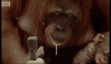 Monkey Orangutan GIF - Monkey Orangutan GIFs