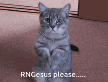 Cat Pray GIF - Cat Pray Rngesus GIFs