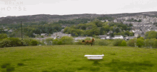 Horse Gallop Dream Horse GIF - Horse Gallop Dream Horse Horse Running GIFs