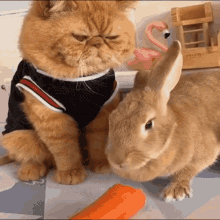 Grumpy Cat Bunny GIF - Grumpy Cat Bunny GIFs