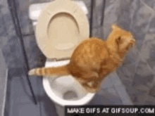 cat poop toilet good manners kitty