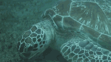 Eating Diving For Endangered Sea Turtles In Australia GIF - Eating Diving For Endangered Sea Turtles In Australia Munch GIFs