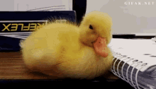 Sleepy Duckling GIF - Sleepy Duckling Tired GIFs