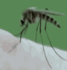 Moustiques Mosquitoes GIF - Moustiques Mosquitoes GIFs