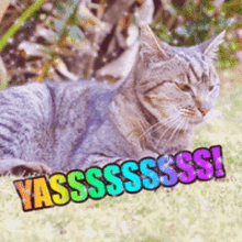 Yes Yas GIF - Yes Yas Yes Cat GIFs