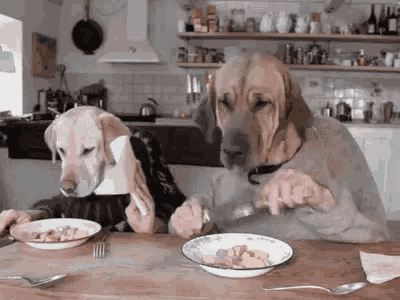 funny-animals-dogs-eating-dinner.gif
