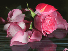 Rose Pink Rose GIF - Rose Pink Rose Flower GIFs
