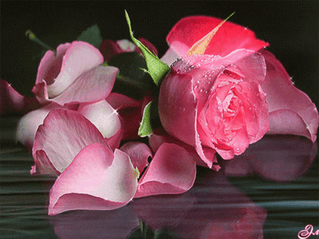 Animated Pink Rose GIFs | Tenor