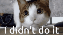 Funny Cats GIF - Funny Cats GIFs