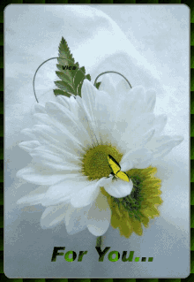 Neked Flower GIF - Neked Flower GIFs