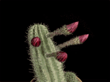 Cactus Flower Bloom GIF - Cactus Flower Bloom Flower GIFs