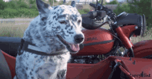 Dog Stare GIF - Dog Stare Motorcycle GIFs